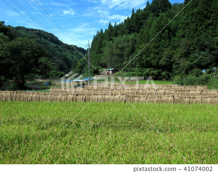 Rice harvest Rice harvest 41074002