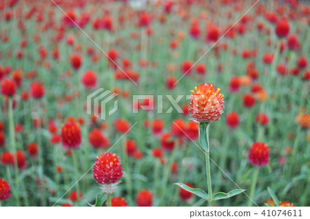 Sennichi Beni花花卉海洋植物花架sengichikou千日紅 41074611