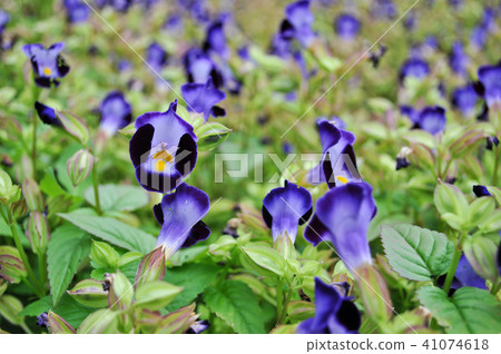 Summer flower sea flower flower flower Taiwan Torenia fournieri wishbone flower 41074618