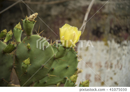 Penghu Cactus Flower 41075030