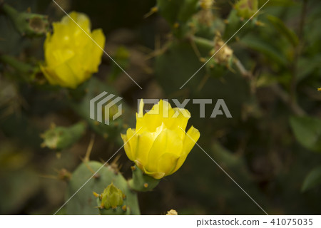 Penghu Cactus Flower 41075035