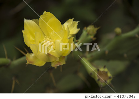 Penghu Cactus Flower 41075042
