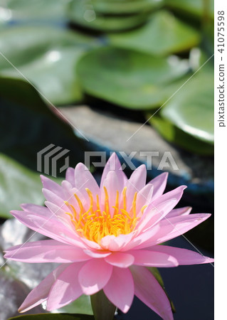 Macro photo of lotus flower 41075598