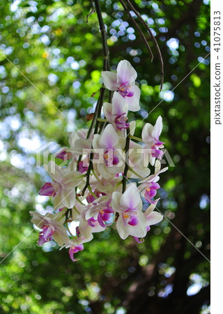 蘭花 蘭花 41075813