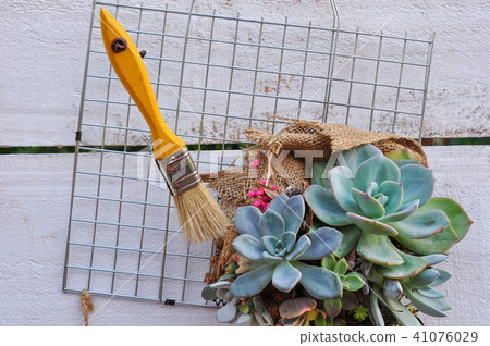 多肉植物 盆栽 組合盆栽 植物 台灣 Taiwan Succulents 多肉植物 盆栽 組合盆栽 植物 台灣 Taiwan Succulents 41076029