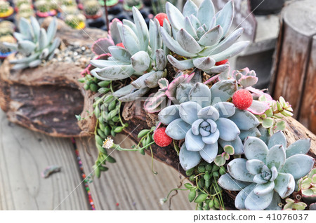 多肉植物 盆栽 組合盆栽 植物 台灣 Taiwan Succulents 多肉植物 盆栽 組合盆栽 植物 台灣 Taiwan Succulents 41076037