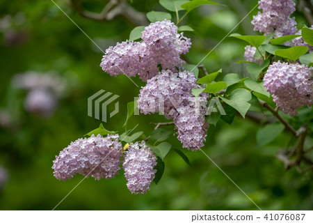 Lilac flowers Lilac flowers 41076087