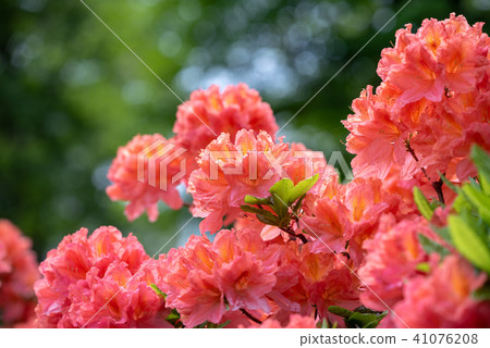 Renge azalea flower Renge azalea flower 41076208