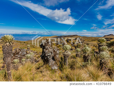 Paramo de Oceta Espeletia Frailejones Mongui Boyaca Colombia 41076649