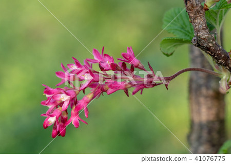 Pink flowering currant (Ribes sanguineum) Pink flowering currant (Ribes sanguineum) 41076775