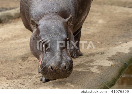Pygmy hippopotamus - Hexaprotodon liberiensis. Lib Pygmy hippopotamus - Hexaprotodon liberiensis. Lib 41076809