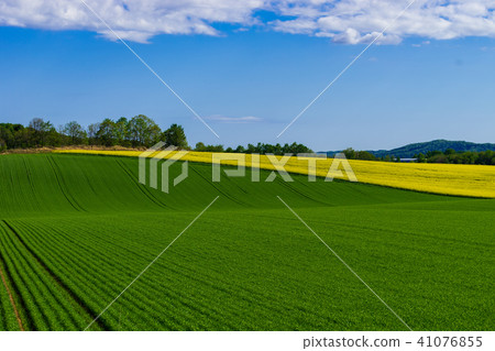 Rape blossoms in Anping Town 41076855