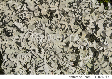 silverdust leaves plant close-up silverdust leaves plant close-up 41076913