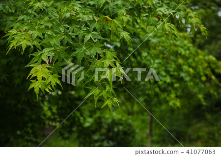 Green leaves of wet leaves of Momige Green leaves of wet leaves of Momige 41077063