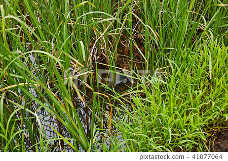 A bullfroush lurking 41077064