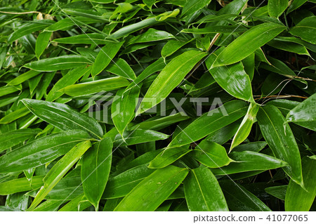 Kumasaza Kumasaza 41077065