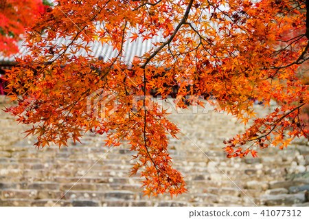 Jingo-ji, autumn leaves on the stone stairs in front of Kando 41077312