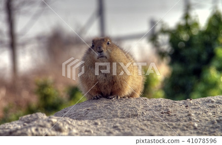 Close up of animal in domestic setting 41078596