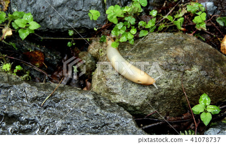 Rough nature in Norwegian landscape 41078737