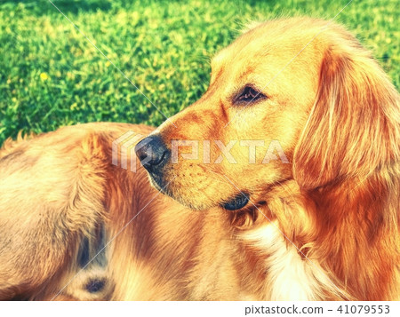 Calm Golden Retriever. Healthy body of smart dog 41079553