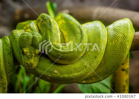 Green snake on the branch Green snake on the branch 41080167