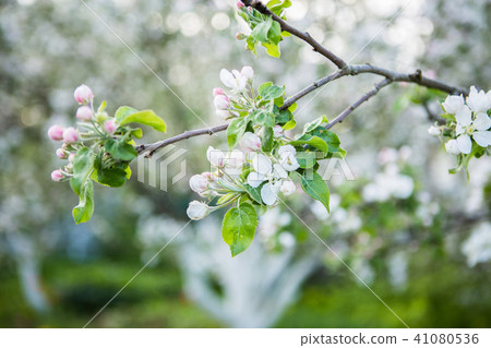 Close up apple blossom white flowers 41080536