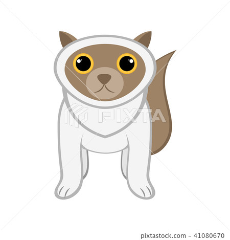 Isolated cute cat Isolated cute cat 41080670