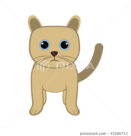 Isolated cute cat 41080711