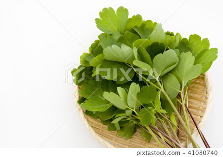 長壽草（鈕扣弓魚） 41080740