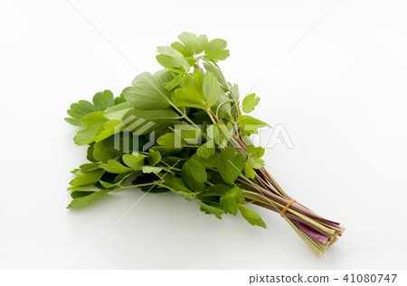 長壽草(鈕扣弓魚) 長壽草(鈕扣弓魚) 41080747