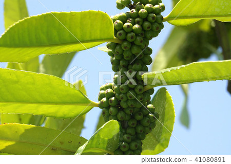 Fruit of Tara yow 41080891