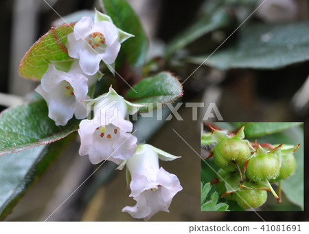 伊凡納什的花和果實 伊凡納什的花和果實 41081691