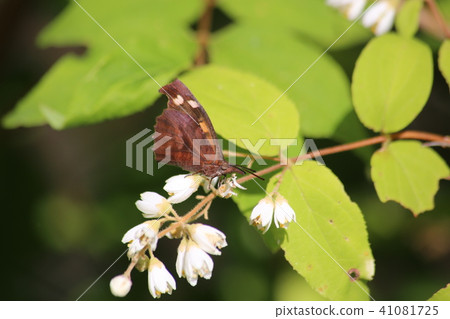 終身蝴蝶 41081725