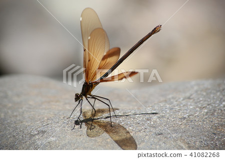 Miyama Kawatombo Miyama Kawatombo 41082268