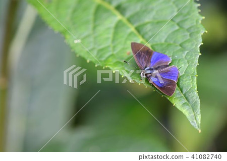 Sparkle butterfly / Chiayi small gray butterfly (Sinthusa chandranakuyaniana) Sparkle butterfly / Chiayi small gray butterfly (Sinthusa chandranakuyaniana) 41082740