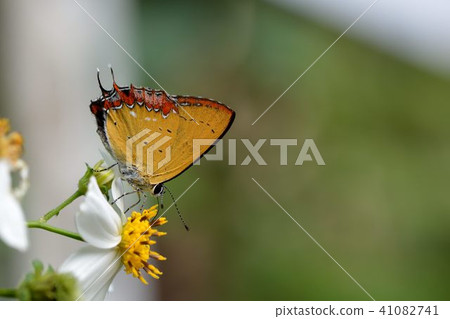 Purple Day Grey Butterfly / Red Side Yellow Grey Butterfly (Heliophorus ila matsumurae) 41082741