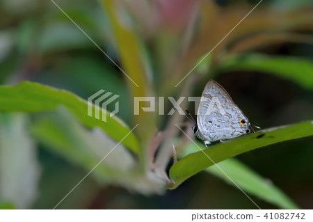 閃灰蝶/嘉義小灰蝶(Sinthusa chandranakuyaniana) 閃灰蝶/嘉義小灰蝶(Sinthusa chandranakuyaniana) 41082742