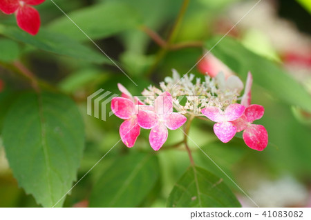 繡球花Krenai 41083082