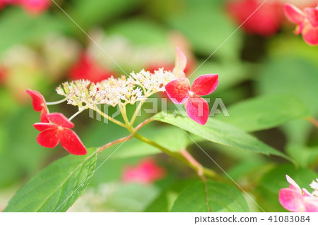 繡球花Krenai 41083084