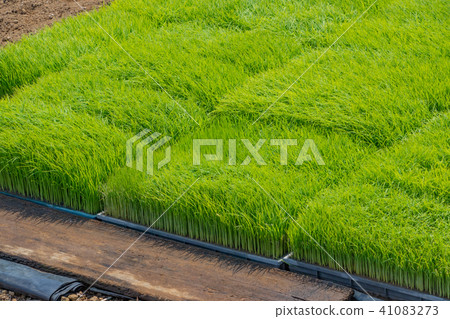 Rice seedlings early summer festival Rice seedlings early summer festival 41083273