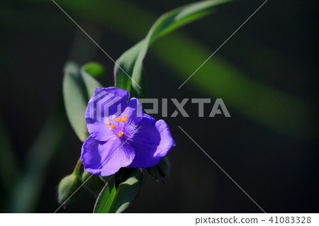 Murasaki Tsukushi 41083328