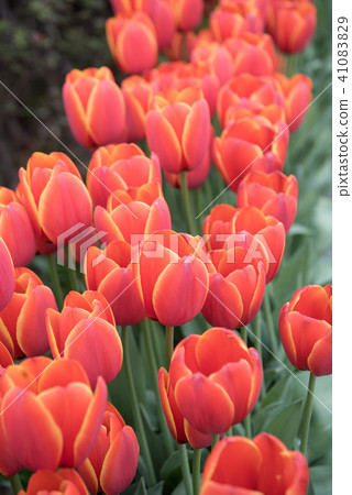 Tulip in the flower bed Tulip in the flower bed 41083829