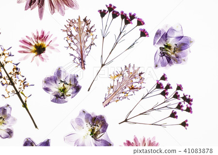 dry flowers on the white background dry flowers on the white background 41083878