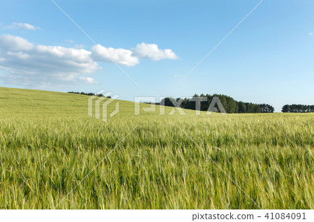 Green wheat on a field Green wheat on a field 41084091