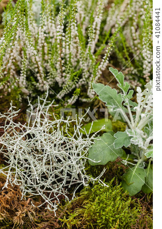 white heather 41084441