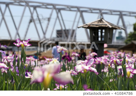 Track and irises Track and irises 41084786