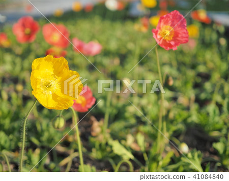 Poppies blooming in full bloom Poppies blooming in full bloom 41084840