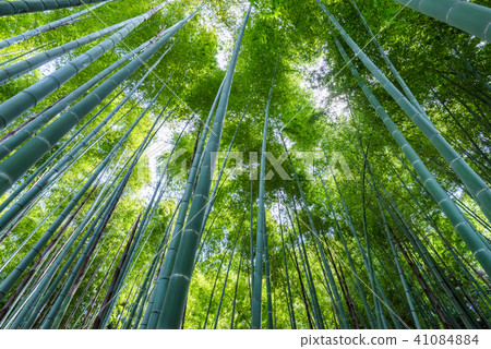 Bamboo grove of Kamakura Hinkōji 41084884