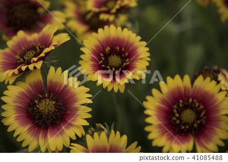 澎湖天人菊 澎湖天人菊 41085488