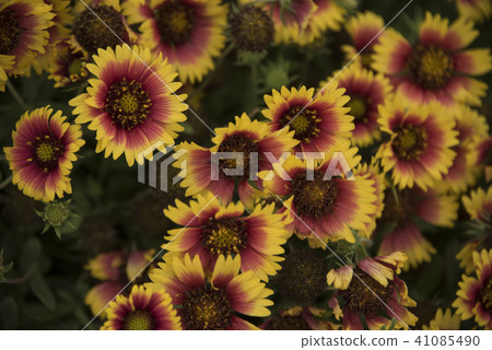 澎湖天人菊 41085490